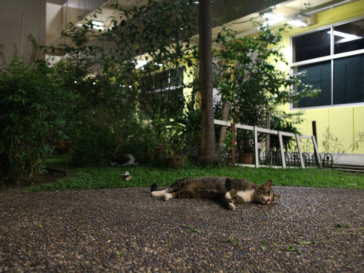 Our Singapore Community Cats 2