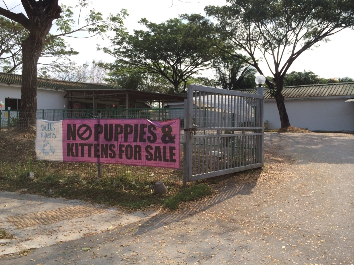 While organisations that take care of abandoned animals strictly note that there are no puppies for sale